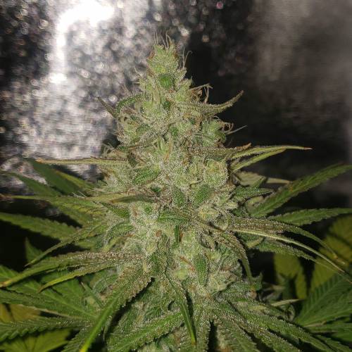 (Bild für) Apple OG Feminised Seeds